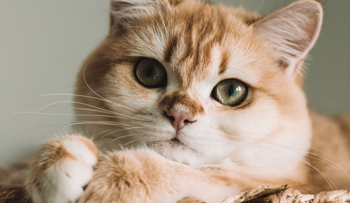 ¿Qué tipo de arnés es mejor para un gato?